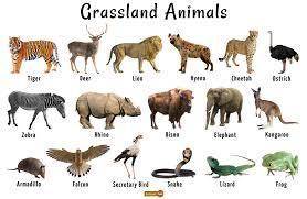 Organisms that live in the savanna and grassland biomes have developed unique adaptations that aid i