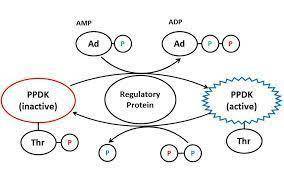 Which statement does NOT describe external regulatory proteins?

1 They respond to events occurring