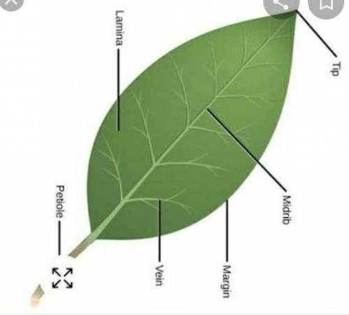 Explain various part of a leaf with well diagram