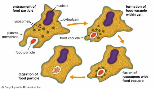 How could a cell disease-causing bacteria get inside a cell without damaging the cell membrane