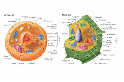 PLEASE HELP ME I WILL MARK BRAINLIEST

Label the parts of the plant and animal cells in the diagram.