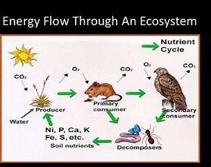 Describe how energy flows through ecosystems