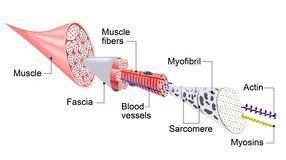 1. The correct order for the smallest to the largest unit of organization in muscle tissue is

A. fa