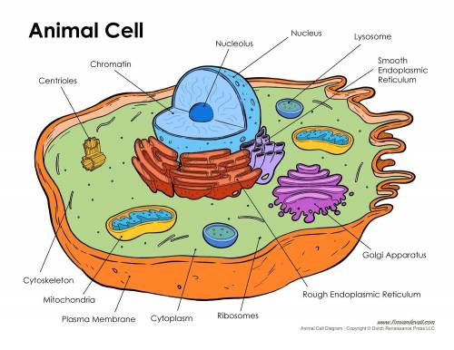 This is for science

Identifying Structures in the Cell
Identify the labeled structures.
A: 
B: 
C: