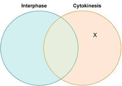 5 Which statement belongs in the region marked X? rudy made this Venn diagram comparing interphase a