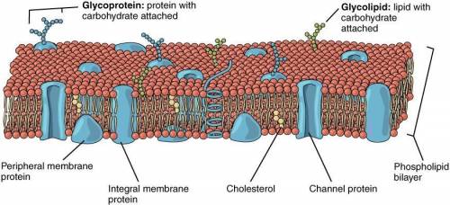 What makes up cell membranes and is used to create hormones.

A. cholesterol
B. hydrocarbon
C. starc