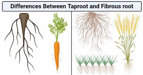 Root systems are classified as fibrous root systems and taproot systems.

Which property distinguish