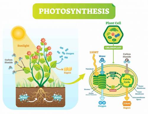 Which best lists the end products of the light-dependent reactions of photosynthesis