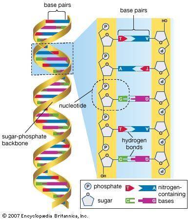 Label the nucleotide correctly
C
* phosphate
:: deoxyribose sugar
nitrogenous base