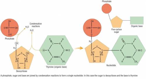 Label the nucleotide correctly
C
* phosphate
:: deoxyribose sugar
nitrogenous base