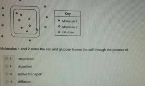 Molecules 1 and 2 enter the cell and glucose leaves the cell through the process of ?