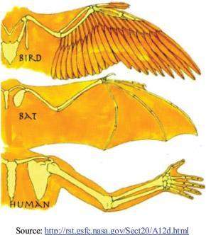 (gt.03) the picture below shows the bone structures of bird, bat and human.
