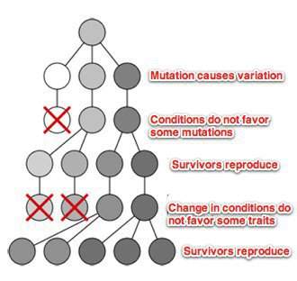 Consider the model for natural selection. describe a scenario that represents this model of natural