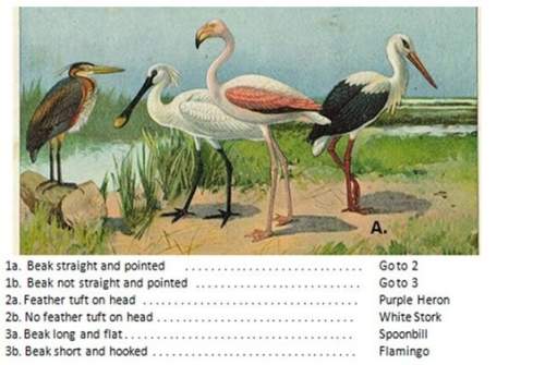 Use the dichotomous key to classify the wading bird labelled a.  a)  flamingo