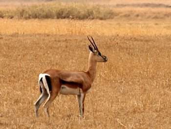 Which of the gazelle’s naturally selected traits is shown in this picture to be an evolutionary adva