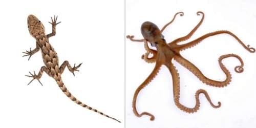 Based on these images, what can you say about the tentacles of an octopus and the limbs of a lizard?