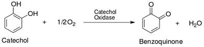 34. in the enzyme reaction above, catechol is the substrate, oxygen is a reactant, catechol oxidase