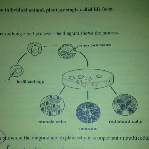 Identify the process shown in the diagram and explain why it is important in multicellular organisms