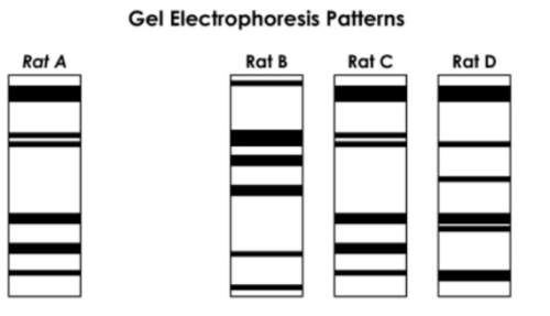 Based on this gel electrophoresis, answer the following 2 questions. which rat could be a nonidentic