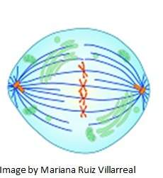 Mitosis is divided into phases. mc007-1.jpg which phase of mitosis is shown in the diagram?