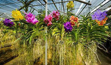 Orchids are a family of thousands of types of flowers that all share the same shape. many gardening
