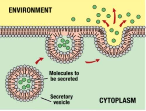 What process is shown? a. endocytosis b. phagocytosis c. pinocytosis d. exocytosis
