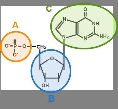 Nthe diagram to the right, identify the three components of a nucleotide. label a label b label c re