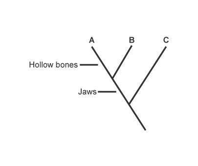 Ariel drew the cladogram shown. which best describes species c?