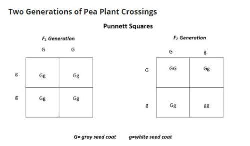 Using the punnett square diagrams, explain which trait is controlled by a dominant allele and how yo