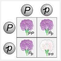 In this punnett square, what is the probability of the offspring being a heterozygous purple flower&lt;