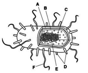 Which structure or structures shown in figure 20-1 have key differences in bacteria and archaea?