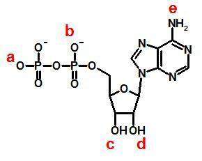 When adp is converted to atp, the new phosphate is added to which position on the molecule?