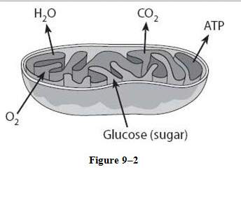 ". what would be the net gain of atp from the breakdown of ten molecules of glucose under aerobic co