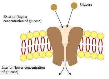 The picture shows glucose molecules moving across a cell membrane. a.)describe the proce