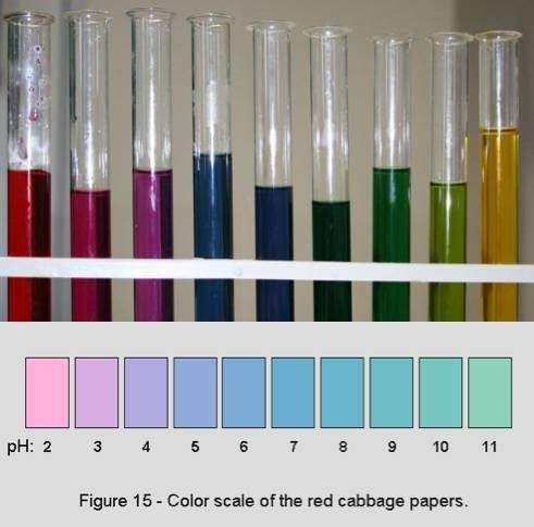 Red cabbage is an organic indicator for acids and bases. in the pictures above, which test tube(s) m