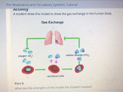 Astudent drew this model to show the gas exchange in the human body. what are the strengths of the m