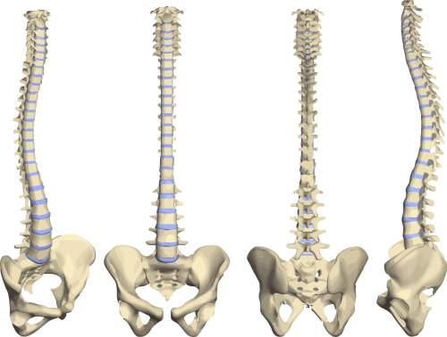 Which bones do not fit any of the other categories? their shapes are unique and complicated. they c