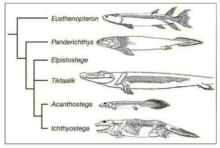 According to the cladogram, scientists use fossil evidence to anatomically bridge the gap between wh