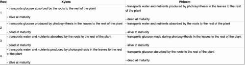 Which of the following rows in the table best compares the function of a plant's xylem and phloem?