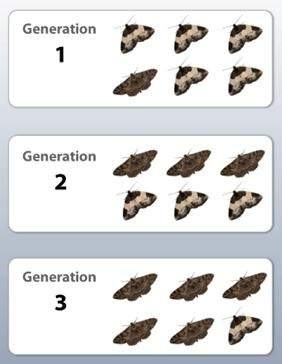 Review the moth diagram. what can be correctly inferred from the information in the diagram? (2 poi