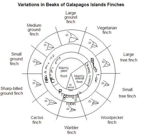 "based on the information in the chart, which statement is correct?  (1)finches that eat anima