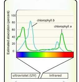 Will give 50 points which percentage represents the estimated peak absorption of clorophll b accordi