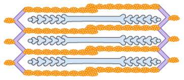 Which best describes the top and bottom images of muscle contraction?  a. the top image