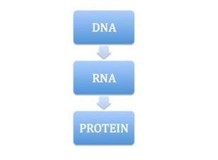 Its a writen !  central dogma. central dogma is represented by the schematic above
