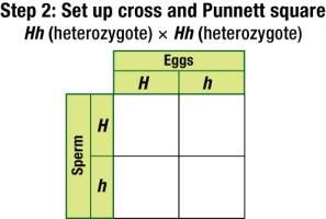 ﻿using the above set-up what is the phenotypic ratio of the offspring of this cross? sel
