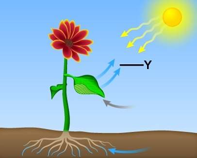 The diagram illustrates photosynthesis. which best describes what is happening in