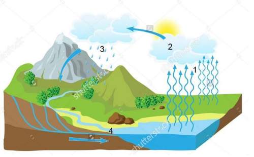 Using the water cycle diagram, match the number with the following; condensation runoff [precipitat