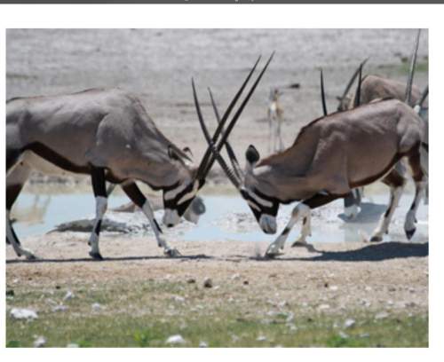 Consider the two male oryx that are shown below. which of charles darwin’s m