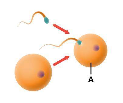 the diagram shows sexual reproduction. what is forming at point a?  flagella