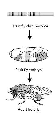 The basic body structure of the fly in the figure above is determined by a cluster of:  a)fram